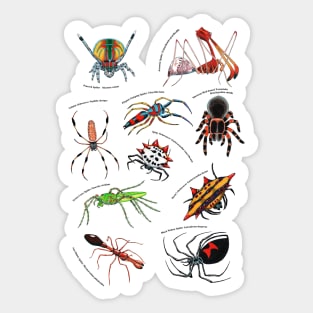 Spiders 2 Sticker